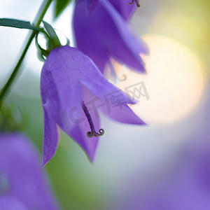 美丽的紫风铃花