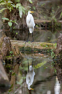 大沼泽地的大白鹭鸟