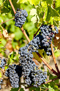 法国阿基坦波尔多地区的蓝葡萄