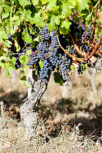 法国阿基坦波尔多地区的蓝葡萄