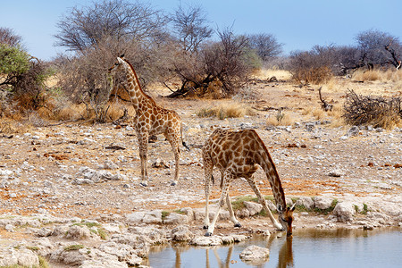 从埃托沙国家公园的水坑喝水的长颈鹿