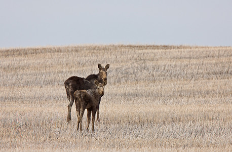 加拿大萨斯喀彻温省草原的母牛和小牛驼鹿