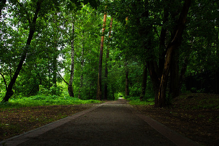 穿过夏天的路，绿色，公园