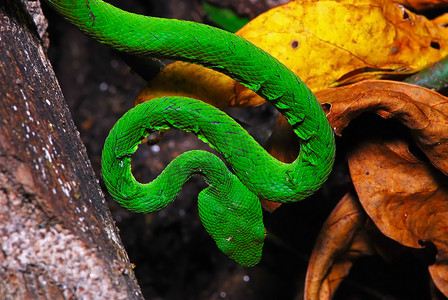 绿坑毒蛇