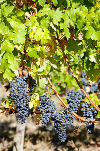 酒业摄影照片_法国阿基坦波尔多地区的蓝葡萄