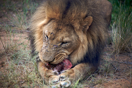 博茨瓦纳的狮子