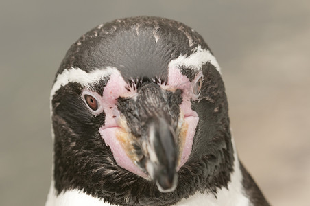 南极地区的麦哲伦企鹅