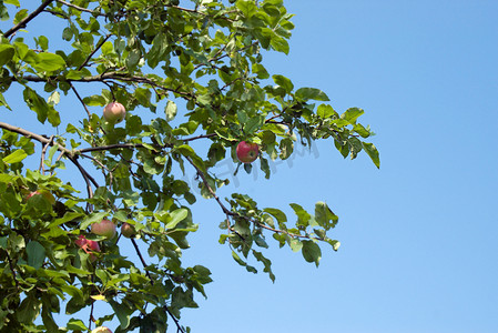 8月水果摄影照片_蓝天上的红苹果和树叶