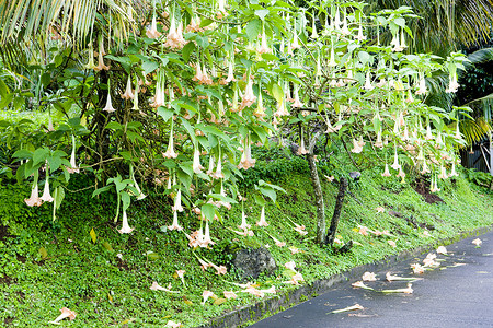 天使的小号 (Brugmansia Versicolor)，格林纳达