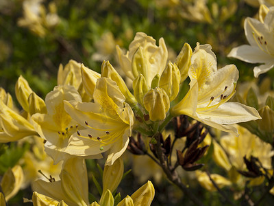 可爱的植物摄影照片_可爱的黄色杜鹃花