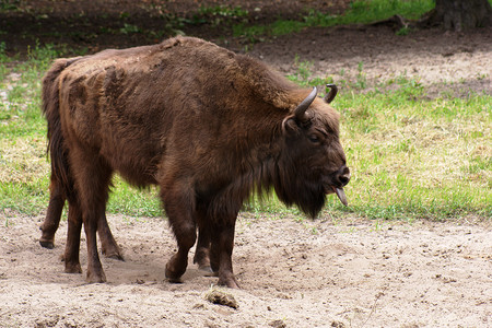 Wisent 在波兰