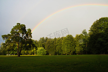 夏日公园的松树和彩虹