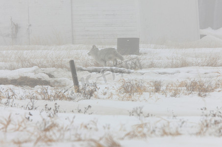 迷雾中的郊狼奔跑在加拿大萨斯喀彻温省