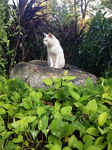 流浪猫坐在公园的石头上