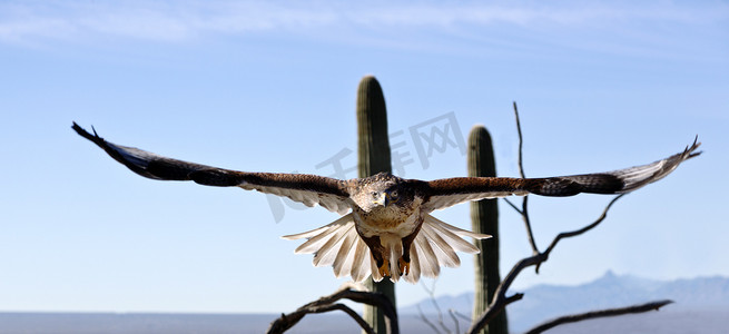 大鹰翅膀摄影照片_铁质鹰，大翅膀张开可见