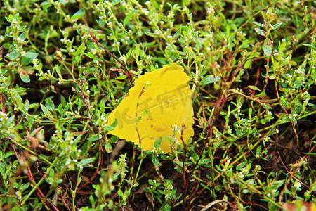 放置在湿绿草的黄色落叶