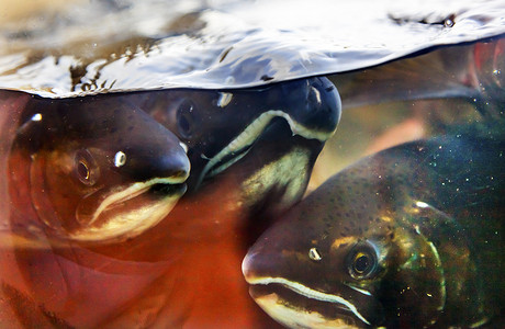 Fear Chinook Coho Salmon Close Up Issaquah Hatchery Washington