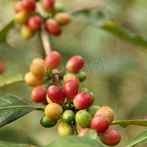咖啡树咖啡豆摄影照片_咖啡豆