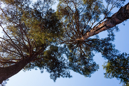 松柏科的摄影照片_两棵松树的剪影