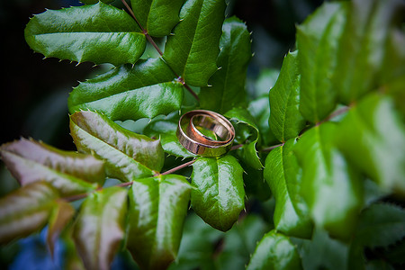 金色的结婚戒指躺在绿叶植物上。