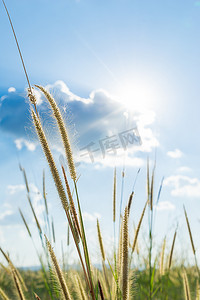 阳光在明亮的蓝色 sk 后面闪耀的 Lemma 草