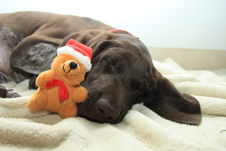 梦见狗的圣诞节
