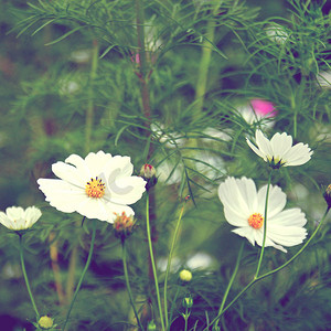 春天绿色小草小花摄影照片_复古色调的白色宇宙花