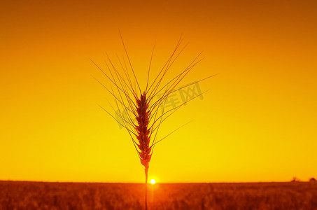 橙色夕阳下的一只麦穗