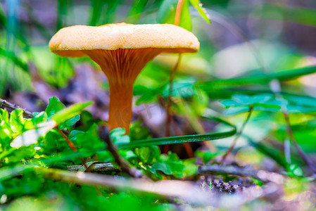 秋季森林中蘑菇的宏观拍摄