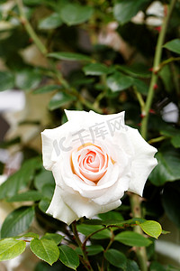 桃花瓣摄影照片_盛开在庭院里的明亮的桃红色玫瑰