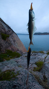 黑线鳕在斯堪的纳维亚的夜间海钓