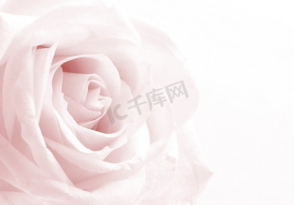 作为背景的桃红色玫瑰特写镜头。