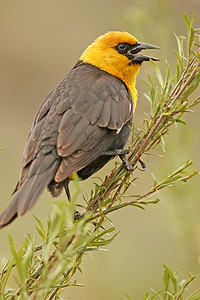 雄性黄头黑鸫 (Xanthocephalus xanthocephalus)