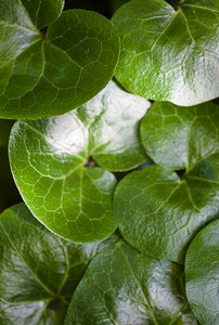 姜叶子摄影照片_asarabacca (Asarum europaeum) 闪亮的绿叶