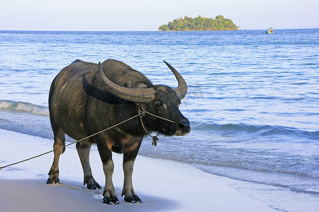 走在高龙岛，柬埔寨海滩的水牛