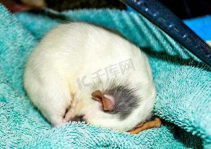 老鼠蜷缩在睡觉