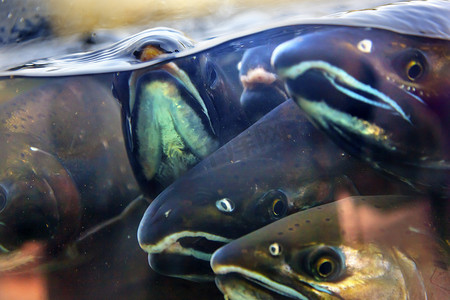 up红色摄影照片_Fear Chinook Coho Salmon Close Up Issaquah Hatchery Washington