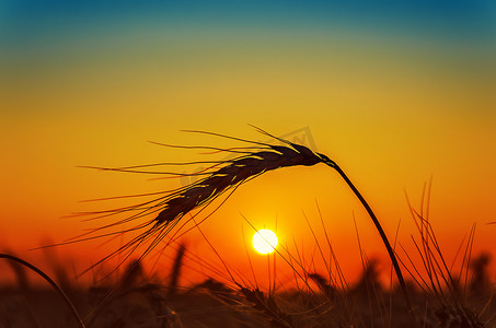 田野上的夕阳和麦穗