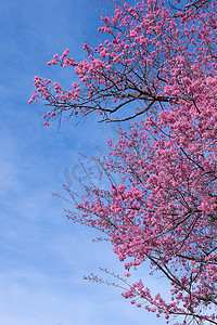 喜玛拉雅摄影照片_美丽的野生喜马拉雅樱桃花