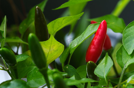 鸟眼辣椒果实——Capsicum frutescens