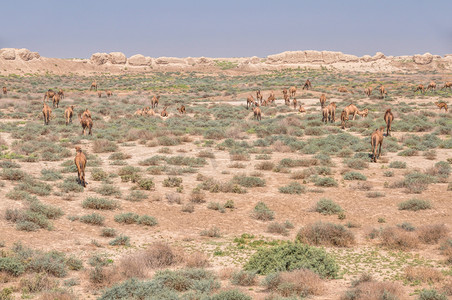 土库曼斯坦的骆驼
