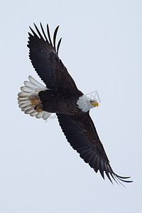 美国白头鹰在飞行中