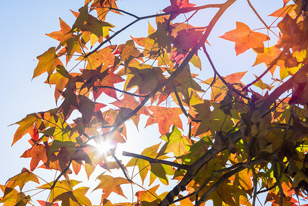 秋天的枫叶在阳光明媚的日子里