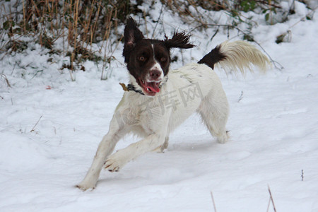 工作的英国史宾格犬在雪地里奔跑