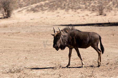 野生角马 Gnu