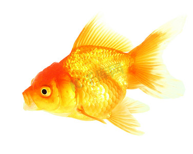 黄金鱼。