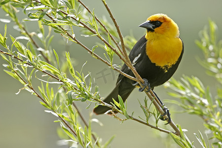 雄性黄头黑鸫 (Xanthocephalus xanthocephalus)