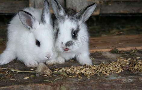在兔舍的动物农场喂养兔子