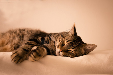虎斑猫睡觉
