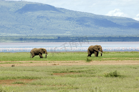 两只大象在曼雅拉湖散步